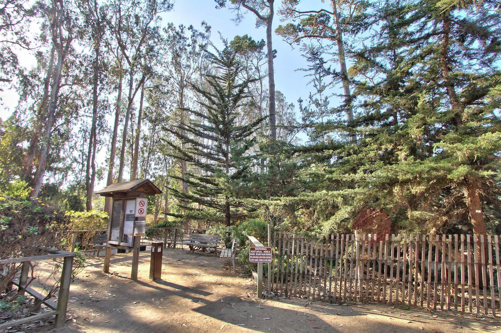 Butterfly Grove Pacific Grove